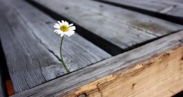 flower_mactook_wallpaper