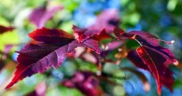 the_colorsof_autumn_mactook_wallpaper